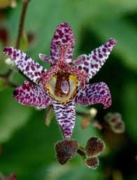 Tricytis